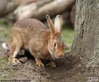 Tavşan bulmak için bazı kök için bir ağaç gövde yanında yemek